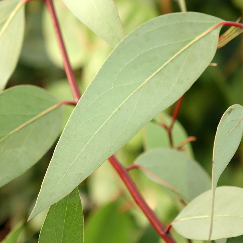 Eucalyptus pauciflora subsp. niphophila Mt Bogong - Sneeuweucalyptus (Blad)