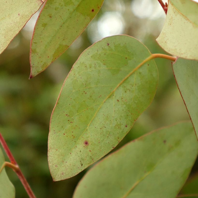 Eucalyptus pauciflora subsp. pauciflora Buffalo - Gomboom (Blad)
