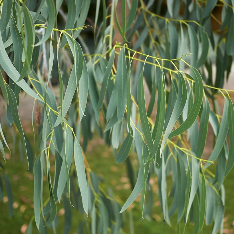 Eucalyptus perriniana - Snoepjesboom (Blad)