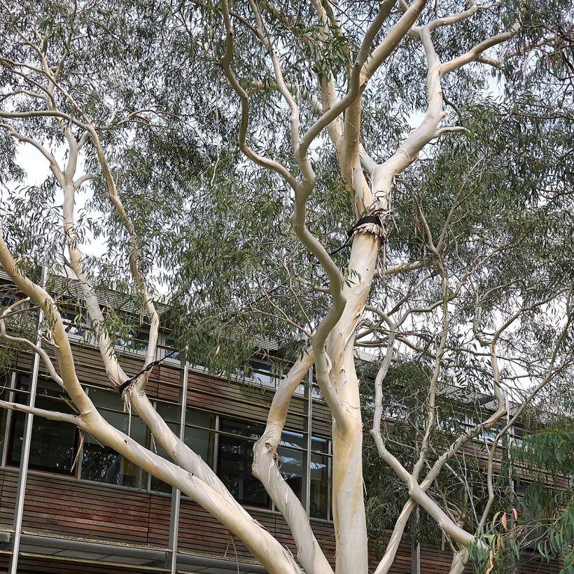 Eucalyptus perriniana - Snoepjesboom (Groeiplaats)