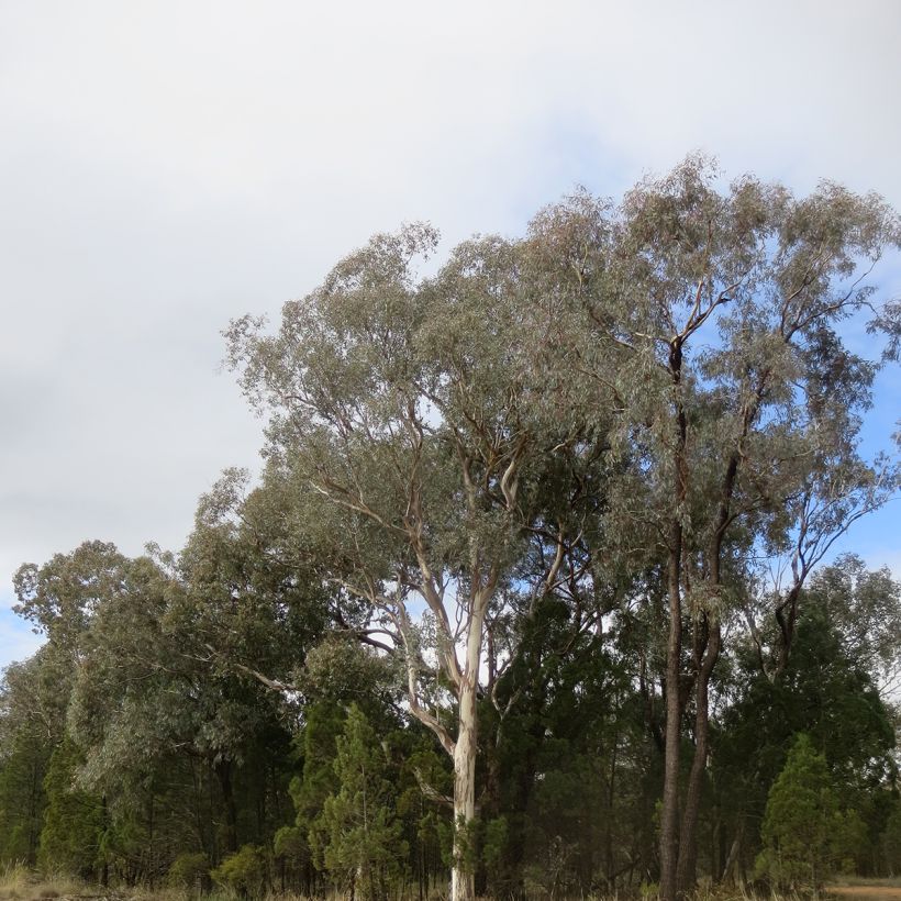 Eucalyptus polyanthemos - Gomboom (Groeiplaats)