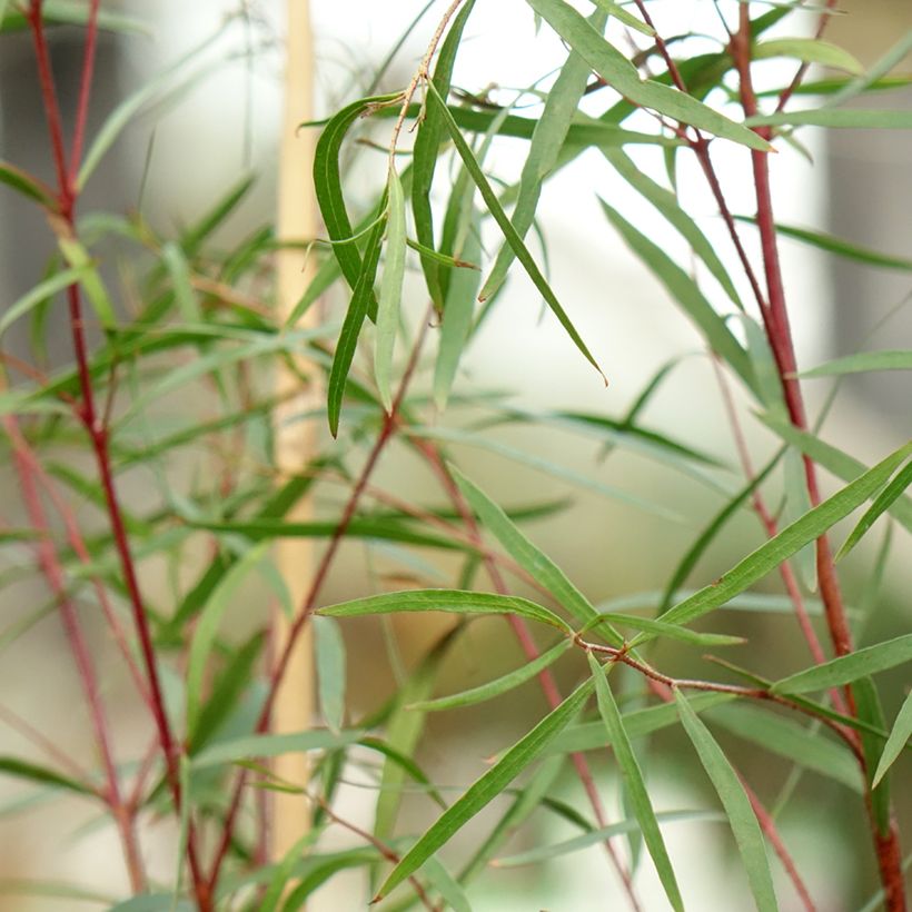Eucalyptus pulchella - Gomboom (Blad)
