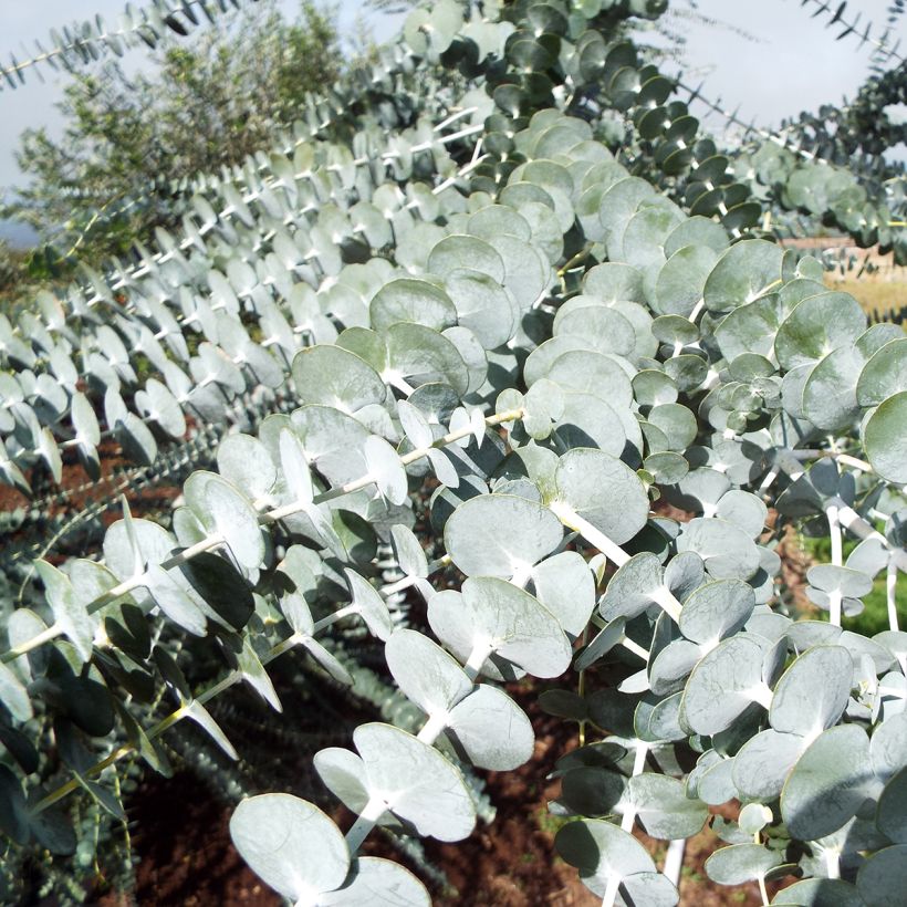 Eucalyptus pulverulenta - Gomboom (Blad)