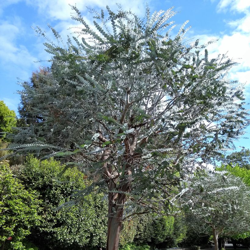 Eucalyptus pulverulenta - Gomboom (Groeiplaats)