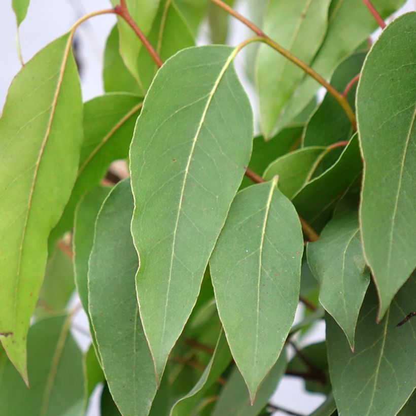 Eucalyptus regnans - Reuzeneucalyptus (Blad)