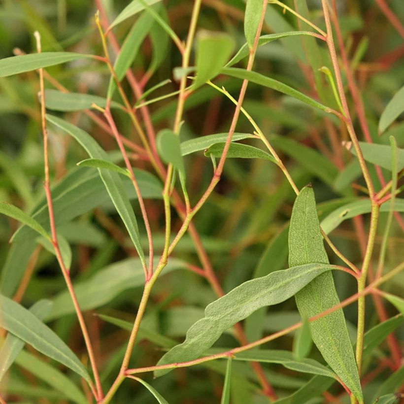 Eucalyptus rodwayi - Gomboom (Blad)
