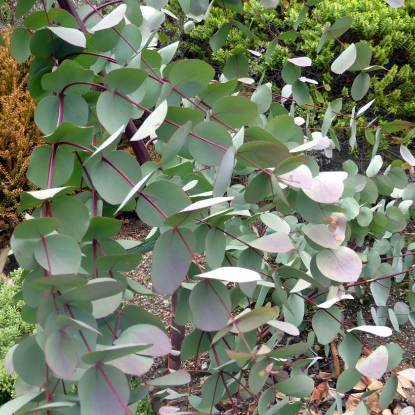 Eucalyptus rubida (Blad)
