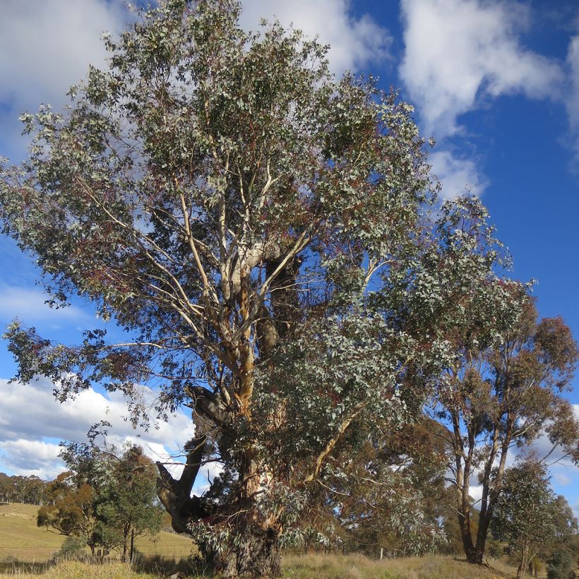 Eucalyptus rubida (Groeiplaats)