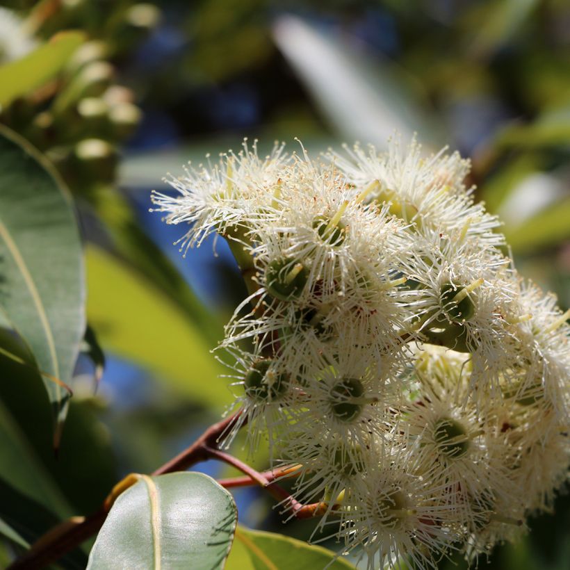 Eucalyptus scoparia - Gomboom (Bloei)
