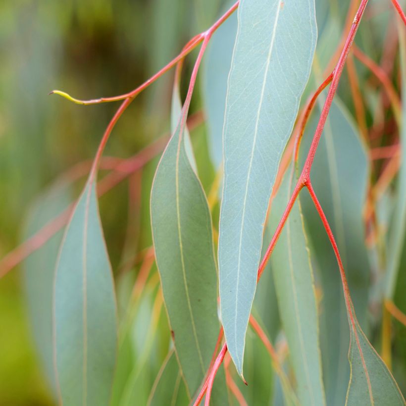 Eucalyptus sideroxylon - Rode ijzerschors (Blad)