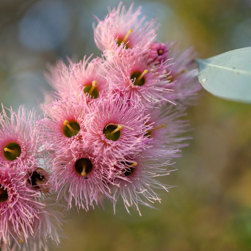 Eucalyptus sideroxylon - Rode ijzerschors (Bloei)