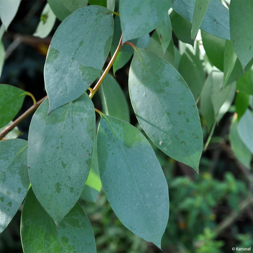 Eucalyptus stellulata - Gomboom (Blad)