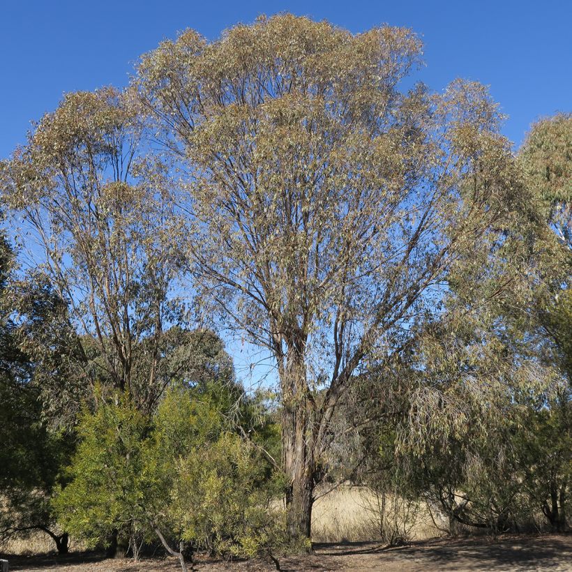 Eucalyptus stellulata Kiandra - Gomboom (Groeiplaats)