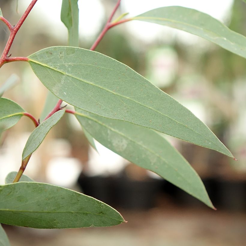 Eucalyptus tetraptera - Gomboom (Blad)