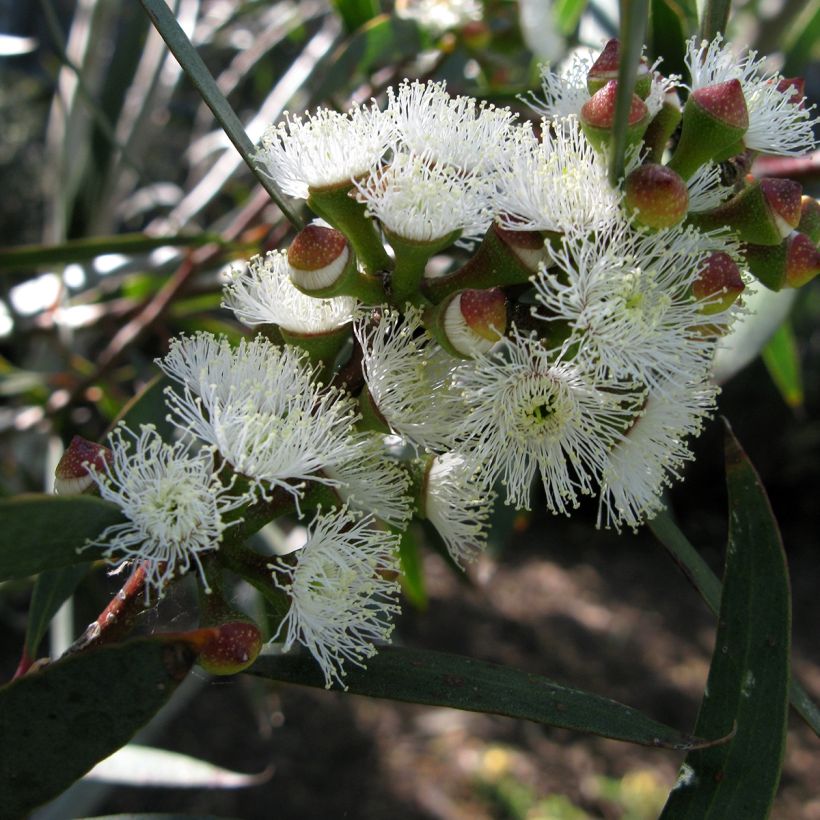 Eucalyptus gregsoniana - Gomboom (Bloei)
