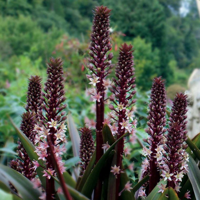 Eucomis comosa Sparkling Rosy - Eucomide roze (Groeiplaats)