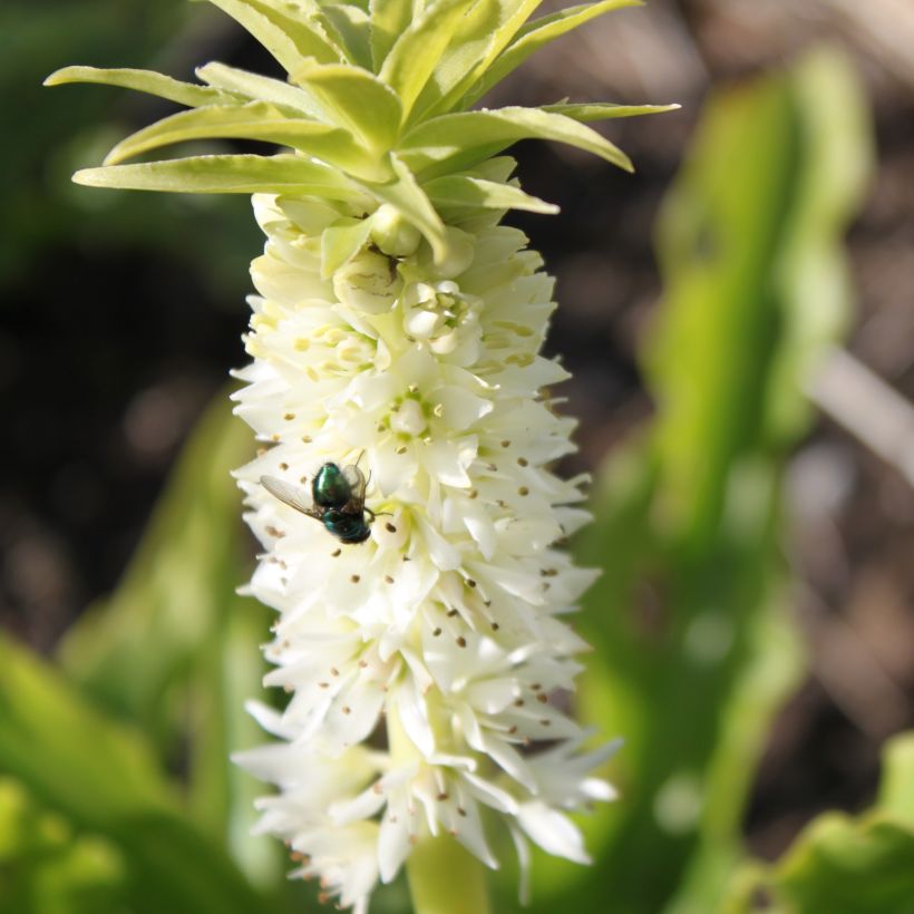 Eucomis autumnalis - Kuiflelie (Bloei)