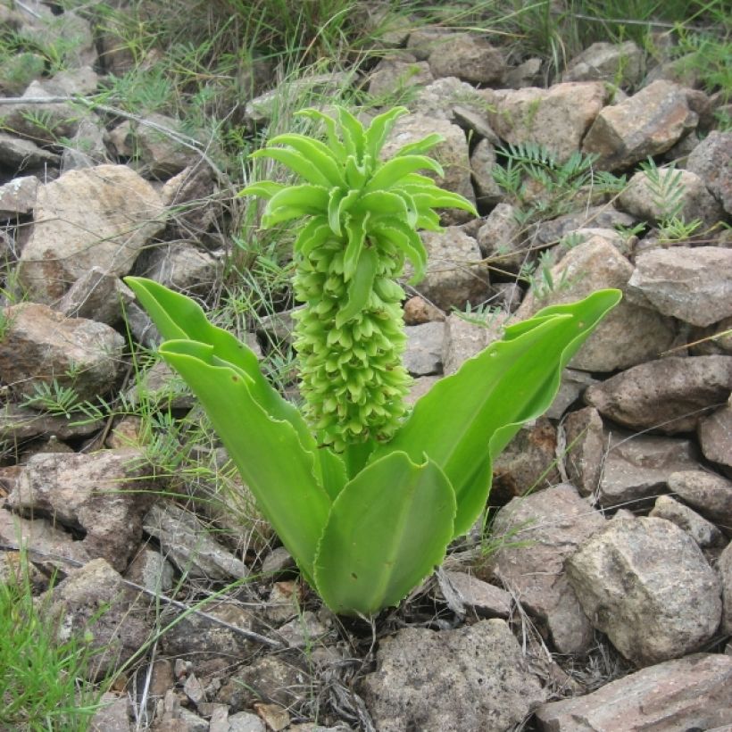 Eucomis autumnalis - Kuiflelie (Groeiplaats)