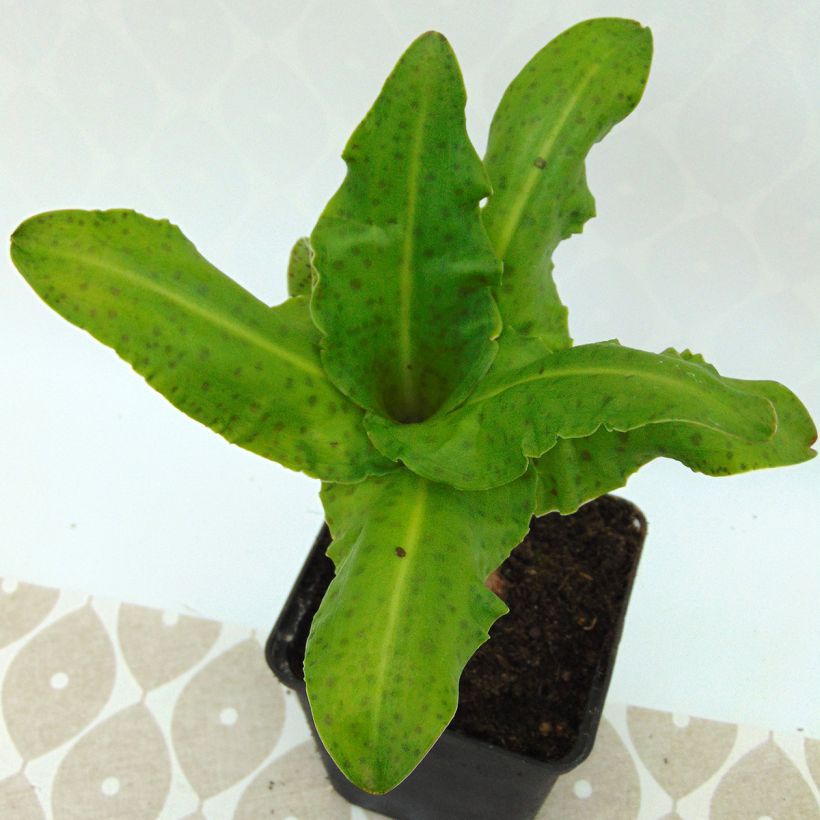 Eucomis bicolor Alba - Kuiflelie (Blad)