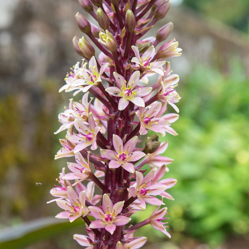 Eucomis comosa Indian Summer - Fleur ananas (Bloei)