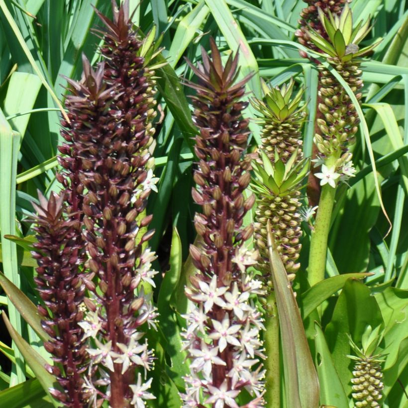 Eucomis comosa Sparkling Burgundy - Ananasplant (Groeiplaats)