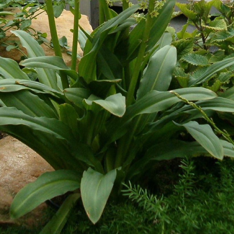 Eucomis pole-evansii - Kuiflelie (Blad)