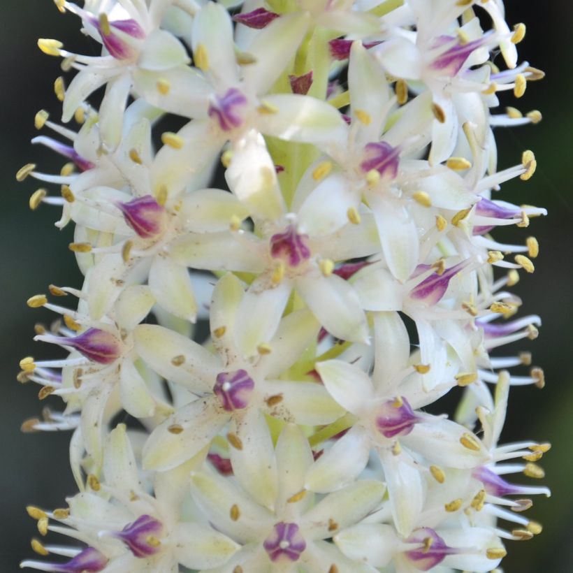 Eucomis pole-evansii - Kuiflelie (Bloei)