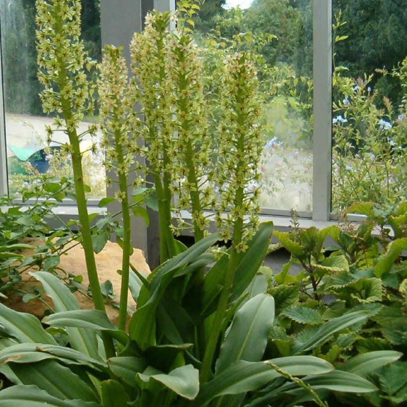 Eucomis pole-evansii - Kuiflelie (Groeiplaats)