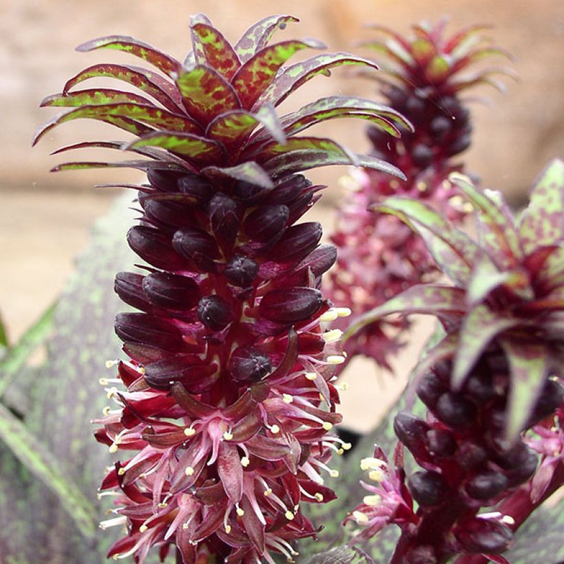 Eucomis vandermerwei - Kuiflelie (Bloei)