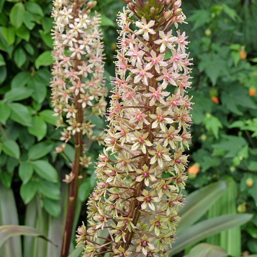 Eucomis comosa Sparkling Burgundy - Ananasplant (Bloei)
