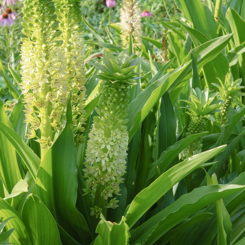 Eucomis comosa Tugela Jade - Ananasplant (Bloei)