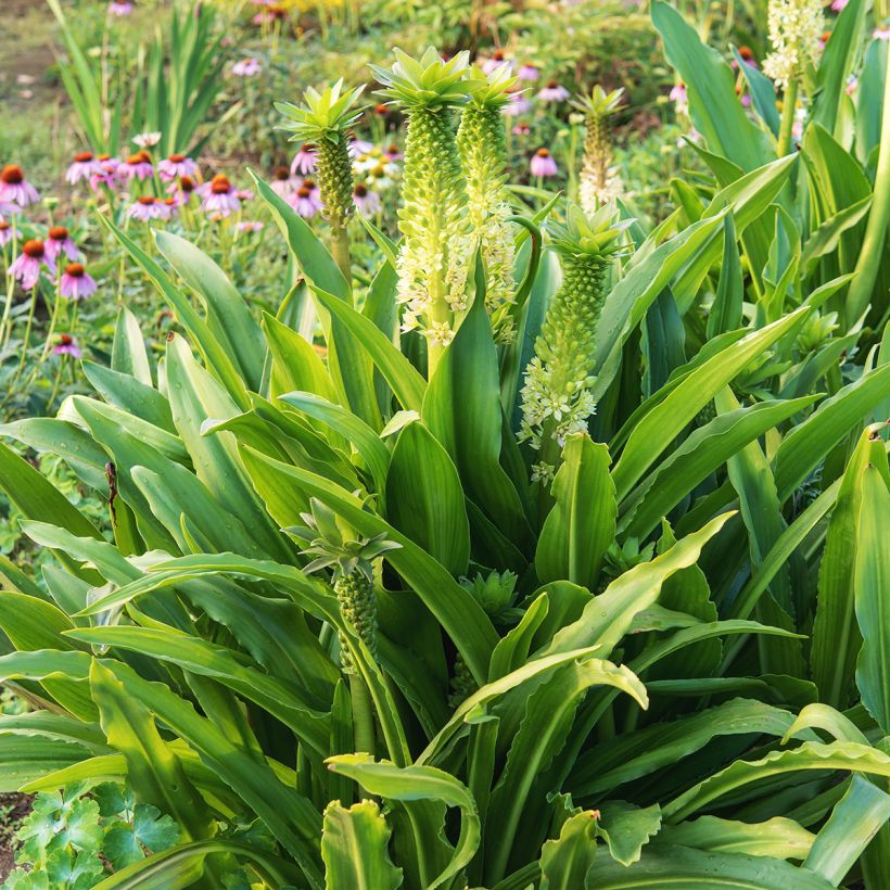 Eucomis comosa Tugela Jade - Ananasplant (Groeiplaats)