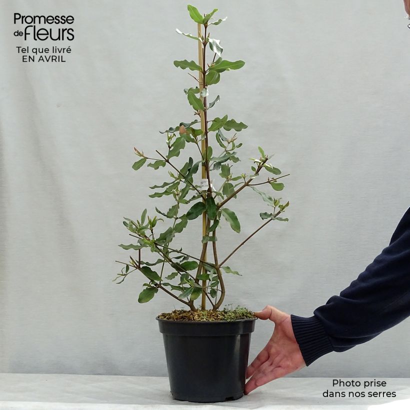 Exemplaar van Eucryphia intermedia Rostrevor - Leatherwood Pot van 3 l/4 l zoals geleverd in de lente