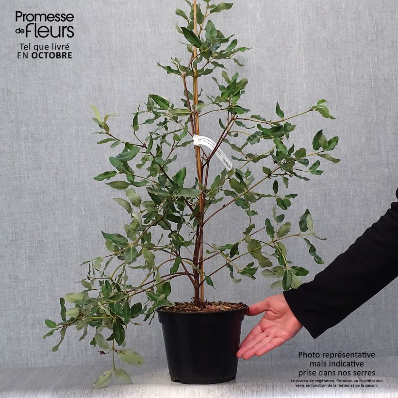 Exemplaar van Eucryphia intermedia Rostrevor - Leatherwood Pot van 3 l/4 l zoals geleverd in de herfst