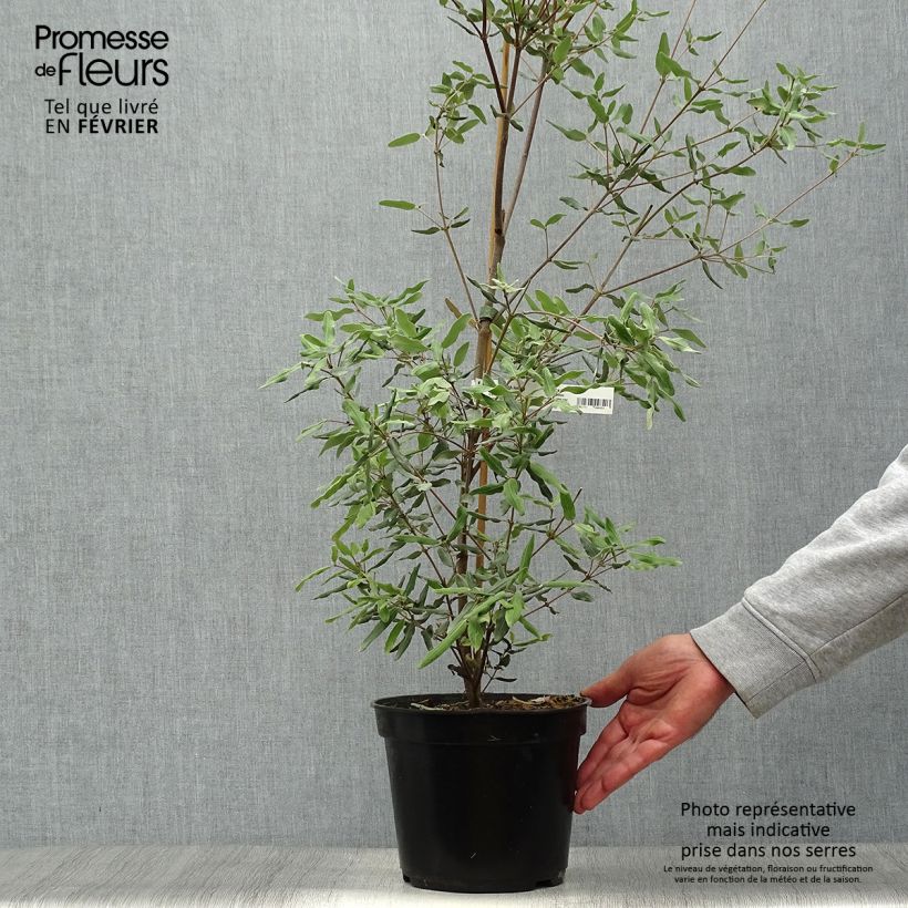 Exemplaar van Eucryphia lucida Ballerina - Leatherwood Pot van 4 l/5 l zoals geleverd in de herfst