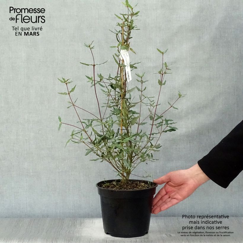 Exemplaar van Eucryphia lucida Ballerina - Leatherwood Pot van 4 l/5 l zoals geleverd in de lente