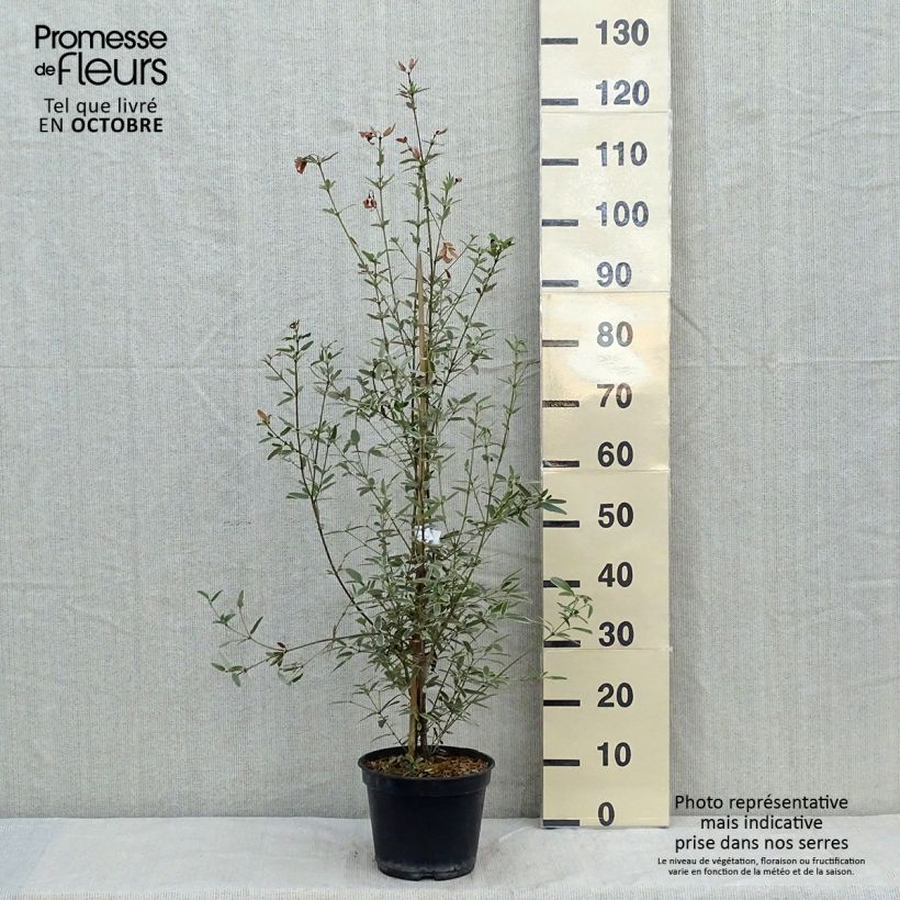 Exemplaar van Eucryphia lucida Gilt Edge - Leatherwood Pot van 4 l/5 l zoals geleverd in de herfst