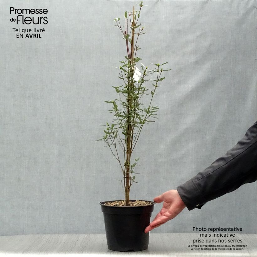 Exemplaar van Eucryphia lucida Pink Cloud - Leatherwood Pot van 4 l/5 l zoals geleverd in de lente