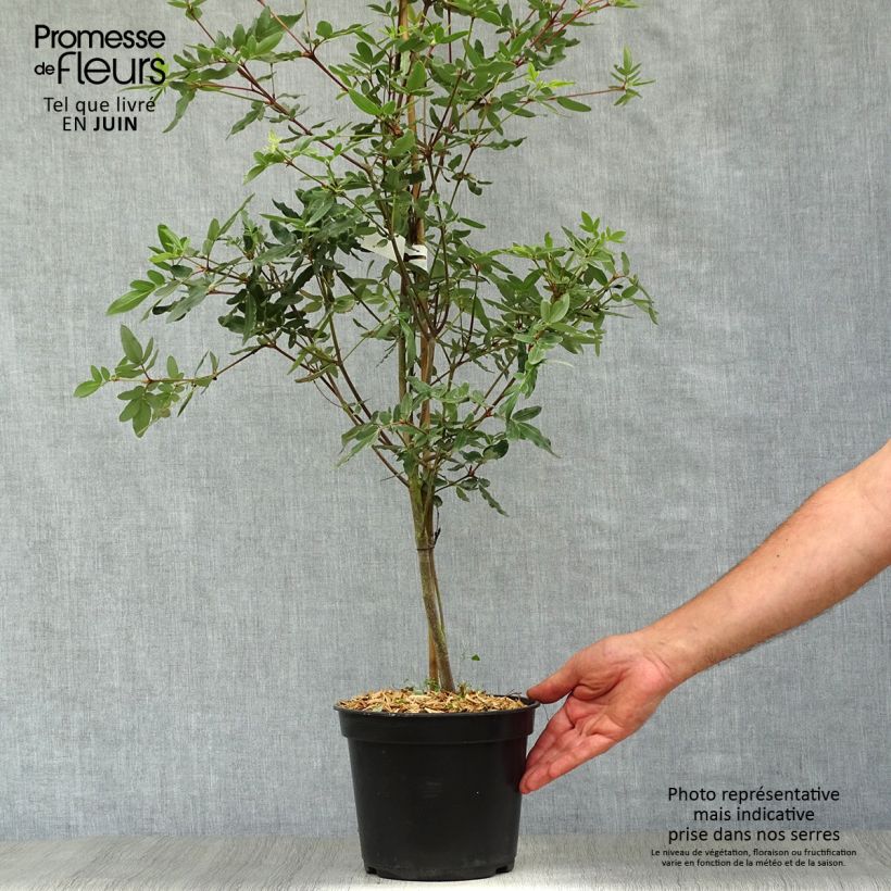 Exemplaar van Eucryphia moorei - Leatherwood Pot van 4 l/5 l zoals geleverd in de zomer