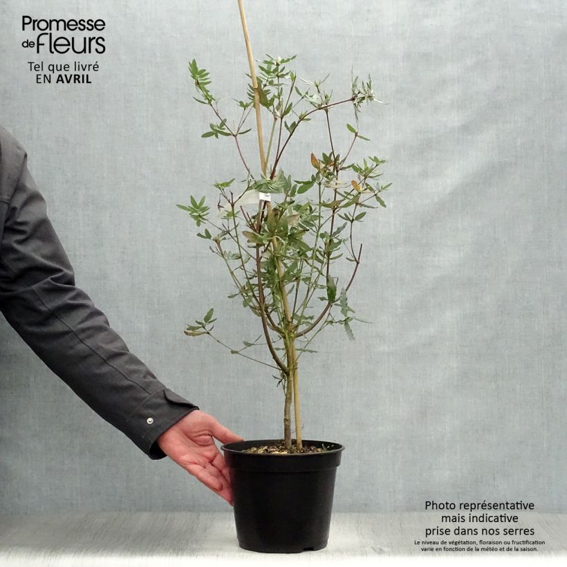 Example of Eucryphia moorei - Leatherwood Pot van 4 l/5 l as you get in printemps