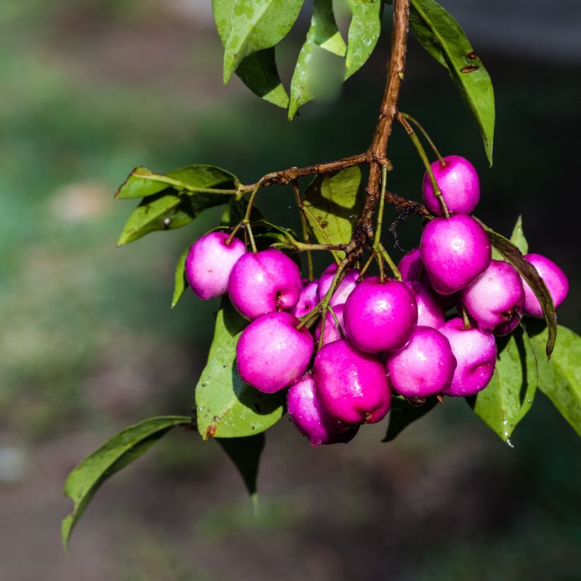 Eugenia uniflora Etna Fire - Surinaamse kers (Harvest)