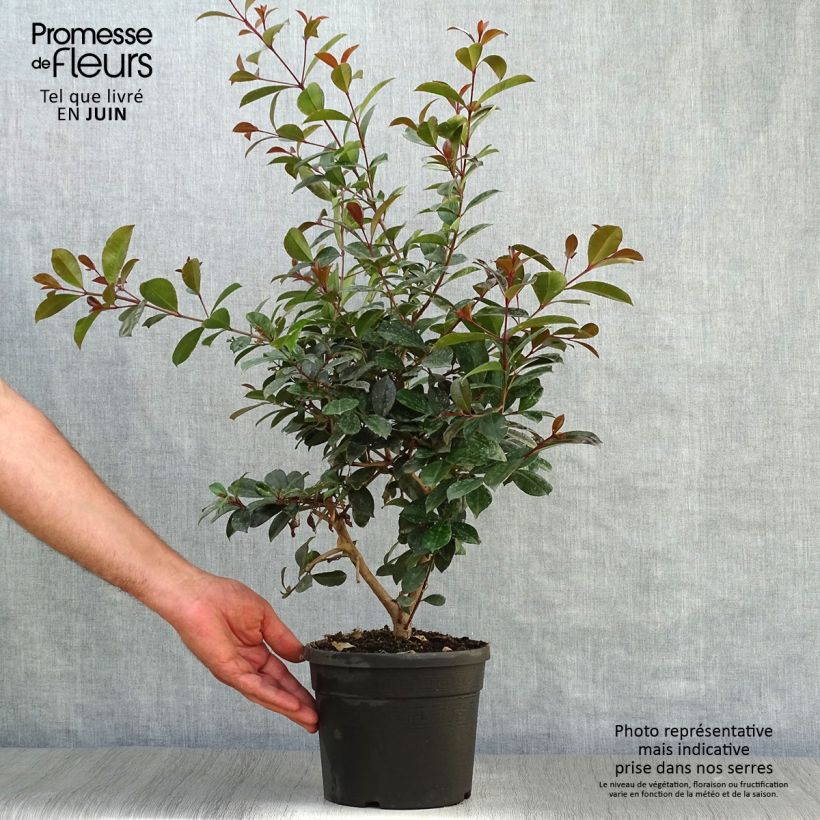 Exemplaar van Eugenia uniflora Etna Fire - Surinaamse kers Pot van 3 l/4 l zoals geleverd in de zomer