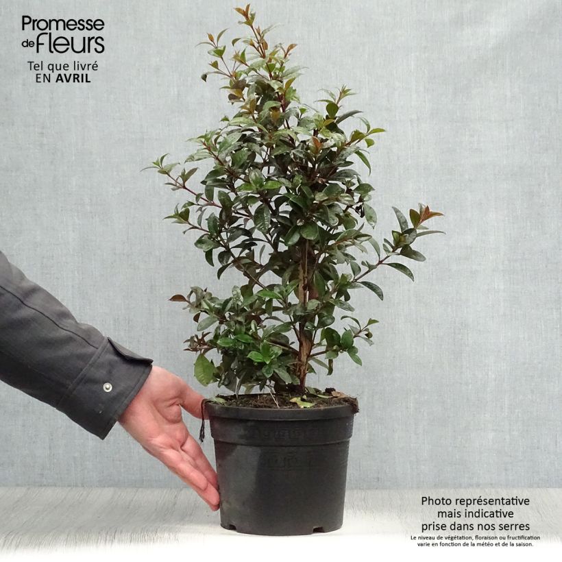 Example of Eugenia uniflora Etna Fire - Surinaamse kers Pot van 3 l/4 l as you get in printemps