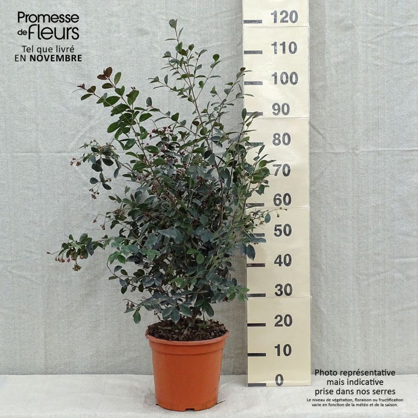 Exemplaar van Eugenia uniflora Etna Fire - Surinaamse kers Pot van 7,5 l/10 l zoals geleverd in de herfst
