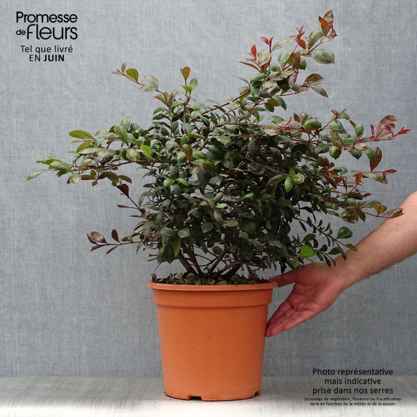 Exemplaar van Eugenia uniflora Etna Fire - Surinaamse kers Pot van 7,5 l/10 l zoals geleverd in de zomer