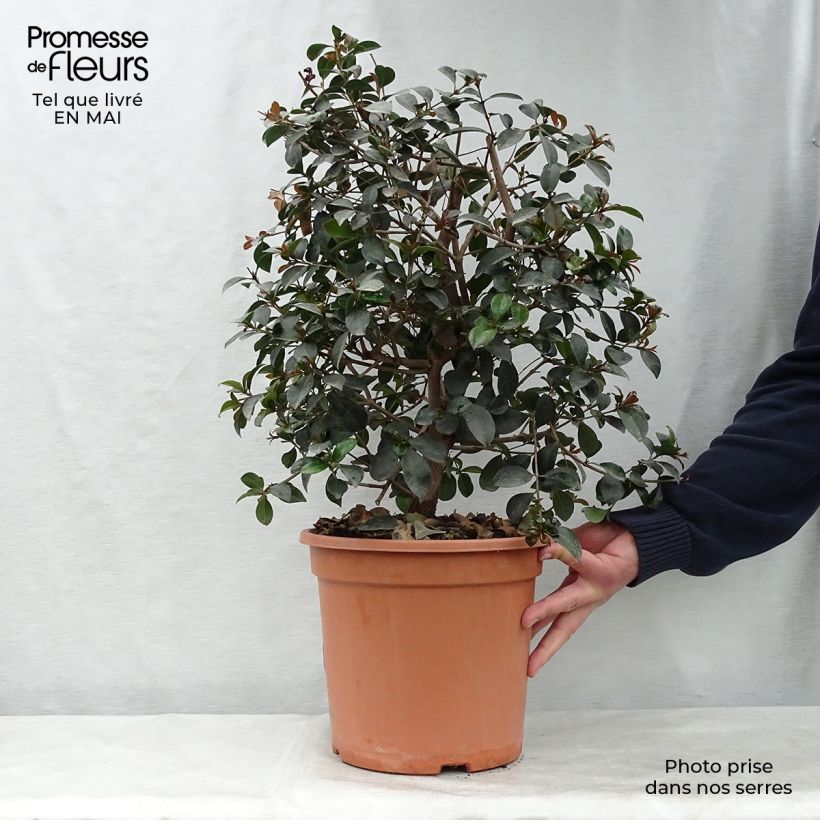 Example of Eugenia uniflora Etna Fire - Surinaamse kers Pot van 7,5 l/10 l as you get in printemps