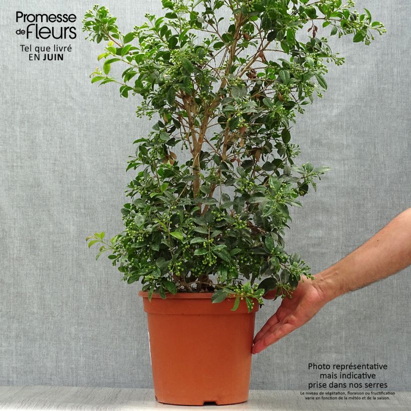 Exemplaar van Eugenia myrtifolia New Port - Kersstruik Pot van 4 l/5 l zoals geleverd in de zomer