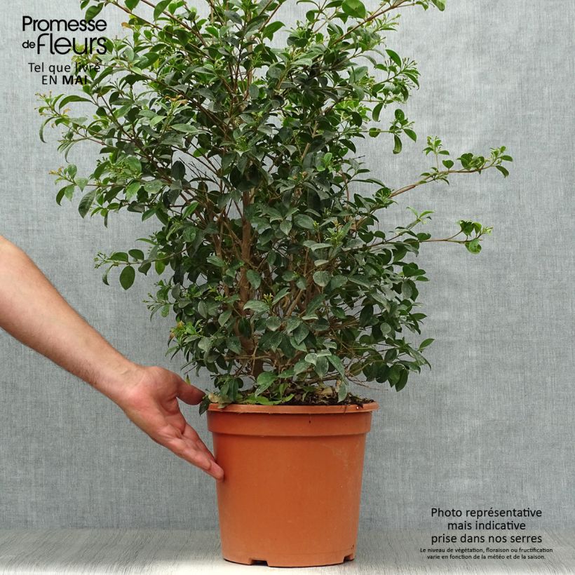 Example of Eugenia myrtifolia New Port - Kersstruik Pot van 4 l/5 l as you get in printemps