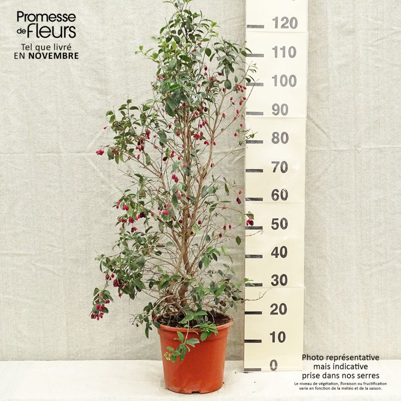 Exemplaar van Eugenia myrtifolia New Port - Kersstruik Pot van 4 l/5 l zoals geleverd in de herfst