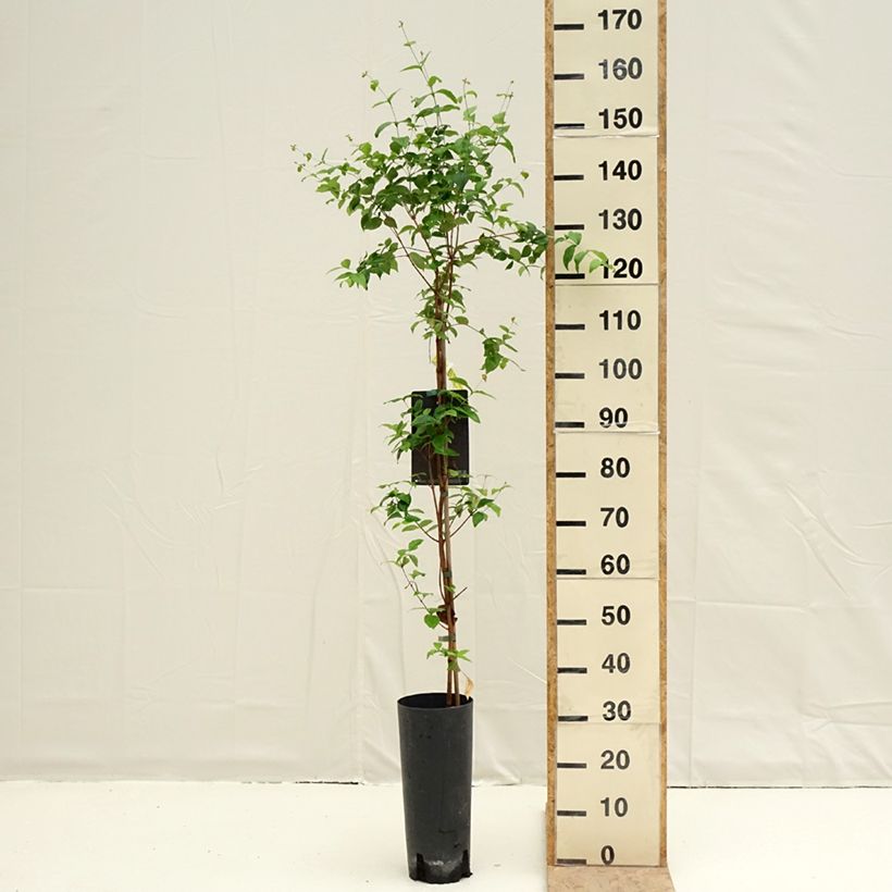 Exemplaar van Eugenia uniflora - Surinaamse kers Pot van 6 l/7 l zoals geleverd in de lente